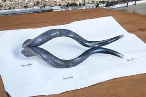 Raro par de cuernos de shofar kosher kudu 29" (74 cm) combinados del mismo animal Israel - Imagen 1 de 13