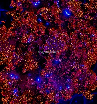 Macroalgas planta de brócoli atómico vivo de agua salada arrecife refugio marino Foto 1 de 2