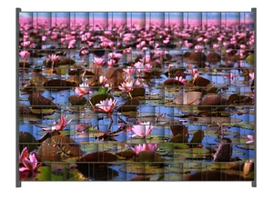 Wallario Zaun Sichtschutzstreifen Sichtschutzfolie Seerosenlandschaft rosa - Bild 1 von 15