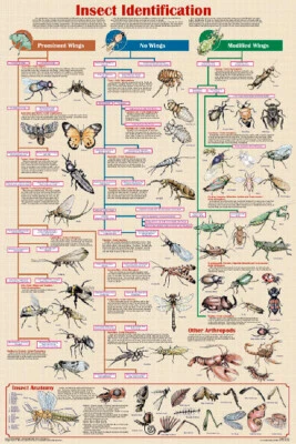 Poster Insect Identification Educational Classroom Chart - Image 1 of 2
