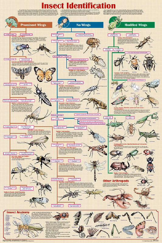 Poster Insect Identification Educational Classroom Chart - Image 1 of 2