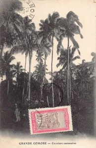 Comoras - GRANDE COMORE - Cocos centenarios - - Comoras - GRANDE COMORE - - Imagen 1 de 2