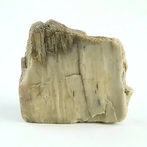 Petrified Wood South Dakota 1 lb 1.6 oz 3.5” x 4" x ~1" Wooden Rock Stone Fossil - Picture 1 of 6