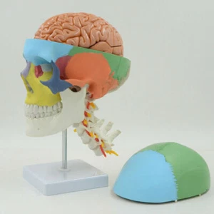 Modelo de cráneo de color tamaño natural con 8 partes modelo cerebral y vértebra cervical CE - Imagen 1 de 12