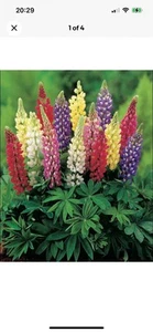 12 x Lupin Russel | Dwarf Variety | Mixed Colours | Perennial Plug Plants - Picture 1 of 3
