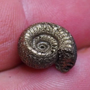14mm  Ammonite Pyrite Jurassic Dino Fossil France lot Golden 2191 - Picture 1 of 8