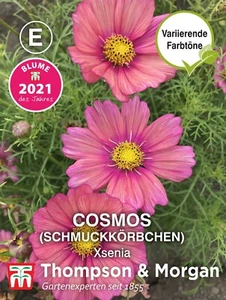 Schmuckkörbchen 'Xsenia' - Cosmos bipinnatus, Samen, 4903 - Bild 1 von 2