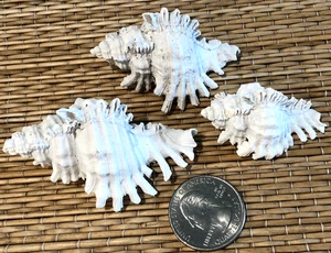 3  CHICOREUS FLORIDANUS MURICIDAE FLORIDA FOSSIL SEA SHELLS - EXTINCT - Picture 1 of 5