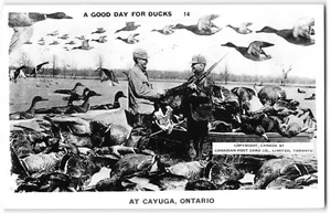 Postal RPPC CAZA DE PATOS Cayuga, Ontario Canadá Patos Gigantes Exageración Años 30 - Imagen 1 de 2
