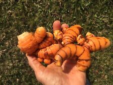 USDA Certified Organic  Fresh Turmeric Root 1- 15 lbs or more Grown in Florida