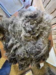 Icelandic fleece Really NICE, Raw unwashed, unskirted, 2.6  lbs - Picture 1 of 8