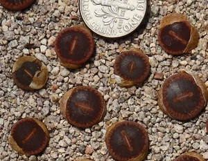 Plant -one-Lithops aucampiae “Big window” - Picture 1 of 2