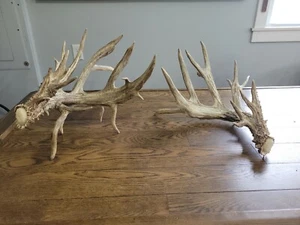 Whitetail Deer Sheds Antlers Boone and Crockett. Farm Deer - Picture 1 of 8