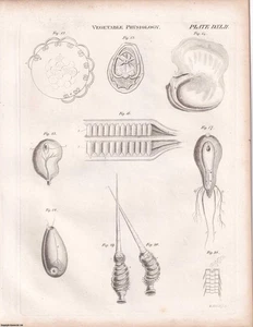 1823 : VEGETABLE PHYSIOLOGY. 3 PLATES & ACCOMPANYING TEXT. A RARE ORIGINAL ARTI - Picture 1 of 2