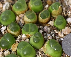 Pflanze - eine - Conophytum acutum - Bild 1 von 4