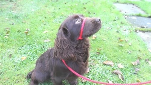 8er Figur acht Hundekopf Halfter Anti Zugleine 10mm weich stark Zopf Handarbeit - Bild 1 von 10