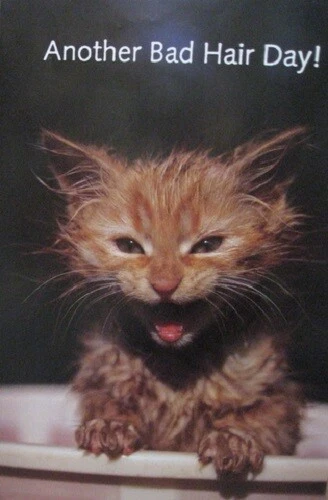 Poster Another Bad Hair Day Kitten - Image 1 of 1