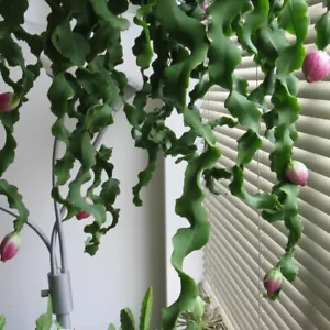 Epiphyllum Curly Locks Orchid Cactus Succulent Plant - Succulent Cactus 2 inches - Picture 1 of 9