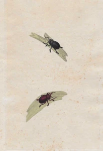 Grabado de insectos antiguos del siglo XIX - Imagen 1 de 2