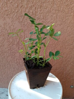 1 pot  5"-8" Organic  Peanut   live plants in 3.5" pot.  TEMPORARY OUT OF STOCK - Image 1 of 4