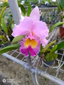 (59) Rlc. Glenn Maidment x Rlc. Dal's Monarch - Picture 1 of 3