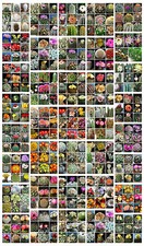 100 semi lithops mix+100 aloe mix
