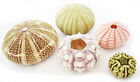 Sea Urchin Sampler: Alfonso, Sputnik, Pink, Green and Mini Sea Urchins - 5 pc 