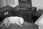 Nouvelle photo 5x7 Seconde Guerre mondiale : le général George Patton's Dog pleure sa mort