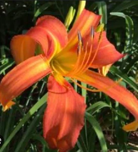 Daylily Plant- Chesapeake Crab- Bare Root- Plus One Free mystery daylily! - Picture 1 of 5