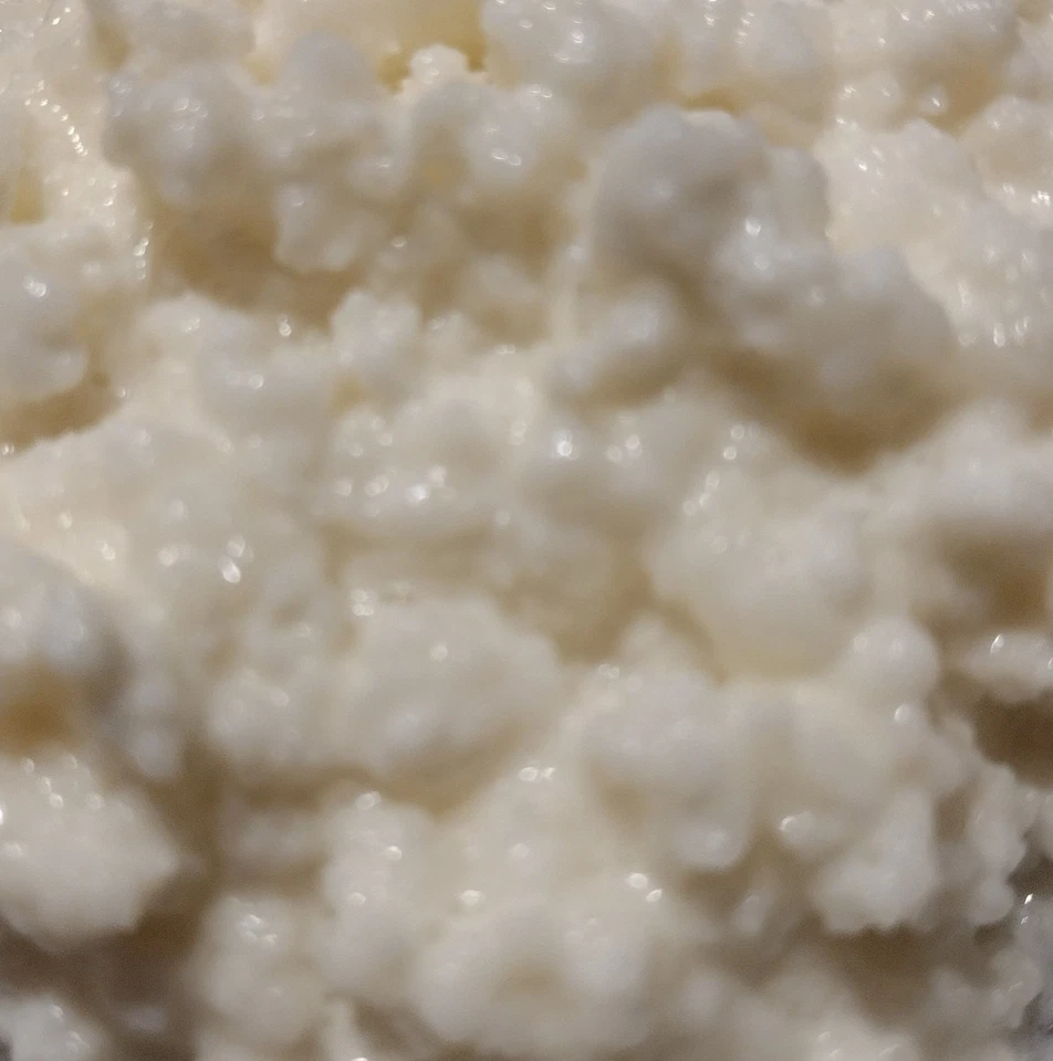 Granos de kéfir orgánico Starter hechos de leche pasteurizada 1 TSP. Compre 2 y obtenga 1 GRATIS Foto 1 de 1