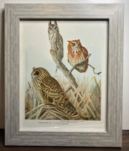 Vintage Framed Screech & Short-Eared Owl Print Study 10”x12” - 1937 Birds of Am. - Picture 1 of 3