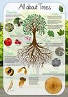All About Trees Wall Art Chart Poster Paper Laminated Available In Various Sizes