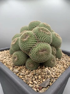 Mammillaria Crucigera Rare Plant 40 Years Old Pot 27 H 12 Cm Verde - Imagen 1 de 6