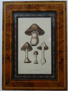 Antique mushroom print, mushroom Engraving, date c.1880, specimen  print, framed - Picture 1 of 12