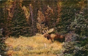 Fall Moose Browning Montana MT pm 1961 Postcard - Picture 1 of 2