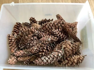 Long sugar fir cones Job Lot of 50+ - Imagen 1 de 2