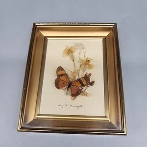 Vintage gerahmtes Schmetterling Taxidermie Bild Trockenblumen Glas Ringelblume 5,5x4,5" - Bild 1 von 5