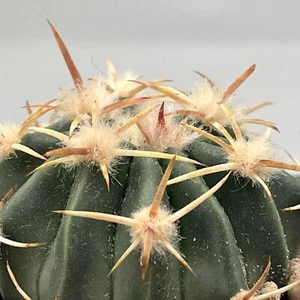 echinocactus Texensis ( Homalocephala ) Vaso 7 Azzoppa Cavalli Rara Fiore Rosa - Imagen 1 de 5
