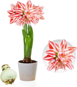 Amaryllis Double Striped - 1 Bulbi Fiori in Grande Formato 26/30 - Amaryllis Bul - Foto 1 di 12