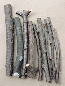 160 Cherry Branch Twigs Natural Wood Sticks Decor Crafts Small 1/16~1/2"D 3~4"L - Picture 1 of 5