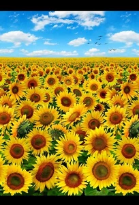 23" Fabric Panel - Elizabeth's Studio Sunflower Field & Blue Sky - Picture 1 of 1