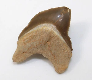  Hai-Zahn, Squalicorax falcatus, Kreide, Niobrara Fm, Logan Co., Kansas,USA-x145 - Picture 1 of 5