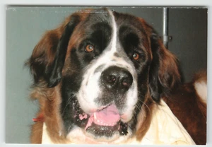 Postkarte Nahaufnahme des Gesichts eines niedlichen Hundes - Bild 1 von 2