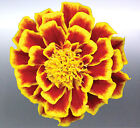 Marigold Sticker Flower Beautiful yellow red colours Australian Premium quality
