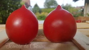 10 graines de tomate rare Pipotchka de Syzran un goût sucré incroyable m. bio - Picture 1 of 11