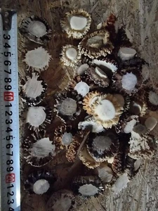 Rosa real de cornamenta de corzo cornamenta ciervo rojo manualidades, talla, joyería - Imagen 1 de 3