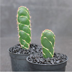 Opuntia Zebrina Cactus Succulent Potted Home Live Plants High 6 8Cm
