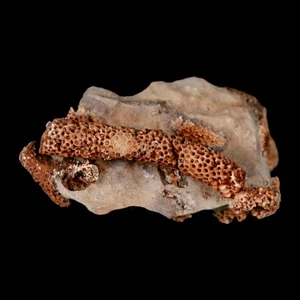 2.2" Thamnopora SP Coral Fossil Coral Reef Devonian Age Verde Valley, Arizona - Picture 1 of 8