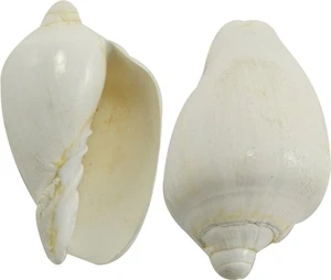5 Voluta Nobilis White Seashells 3-4" (Set of 5) - Bild 1 von 1