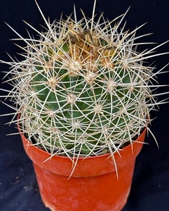 Discocactus albispinus, cephalium bearing cactus plant - Picture 1 of 6